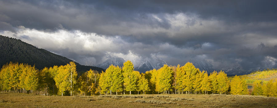  Morning Aspen as the Storm clears Photograph by Gary Langley