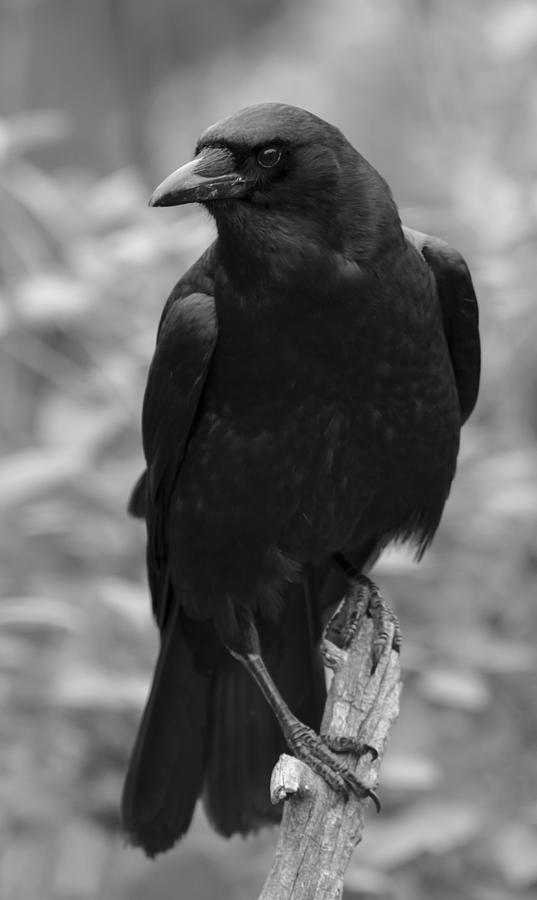 Mother Crow Photograph by Rae Ann M Garrett