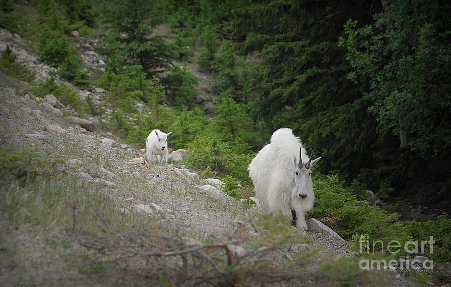  Mountain Goats of British Columbia Photograph by Dyle Warren
