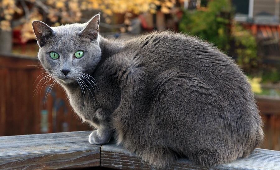 My Pal Clyde Photograph by James Steele - Fine Art America