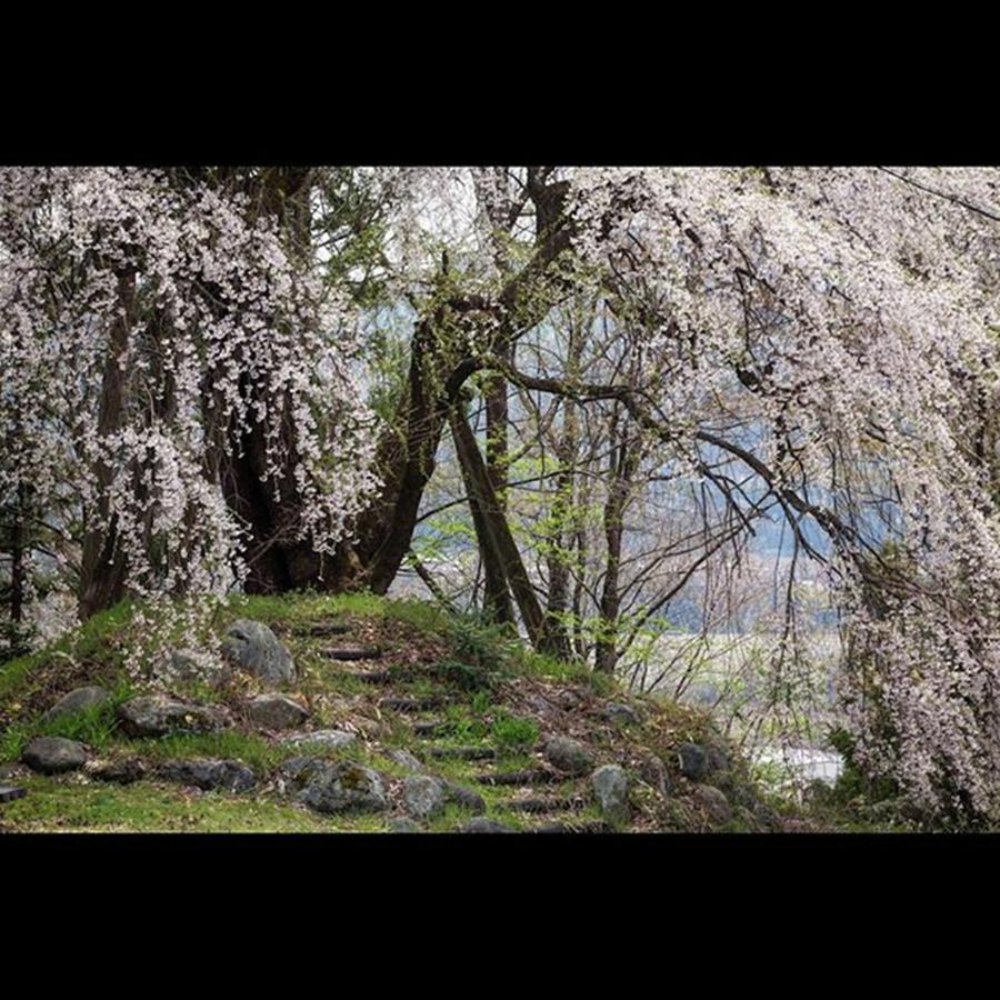 Spring Photograph - #しだれ桜 #nagano #japan #sakura by Ken Koba