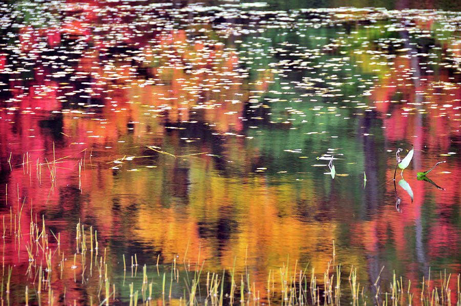 Seasons Pyrography -  New England Reflections by Betty LaRue