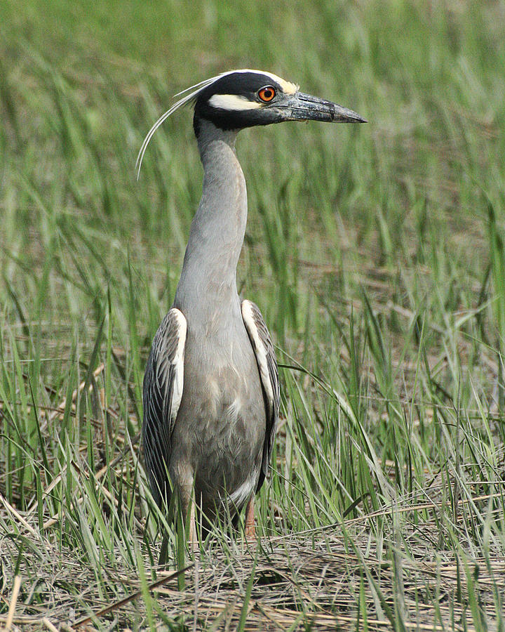 Night Heron in Profile Photograph by William Selander