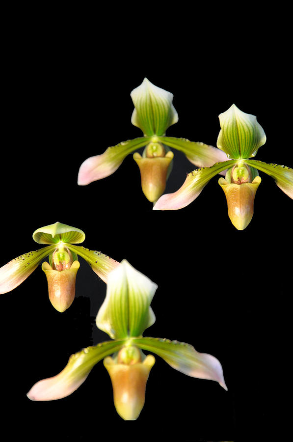  Orchid Quads Photograph by Vijay Sharon Govender
