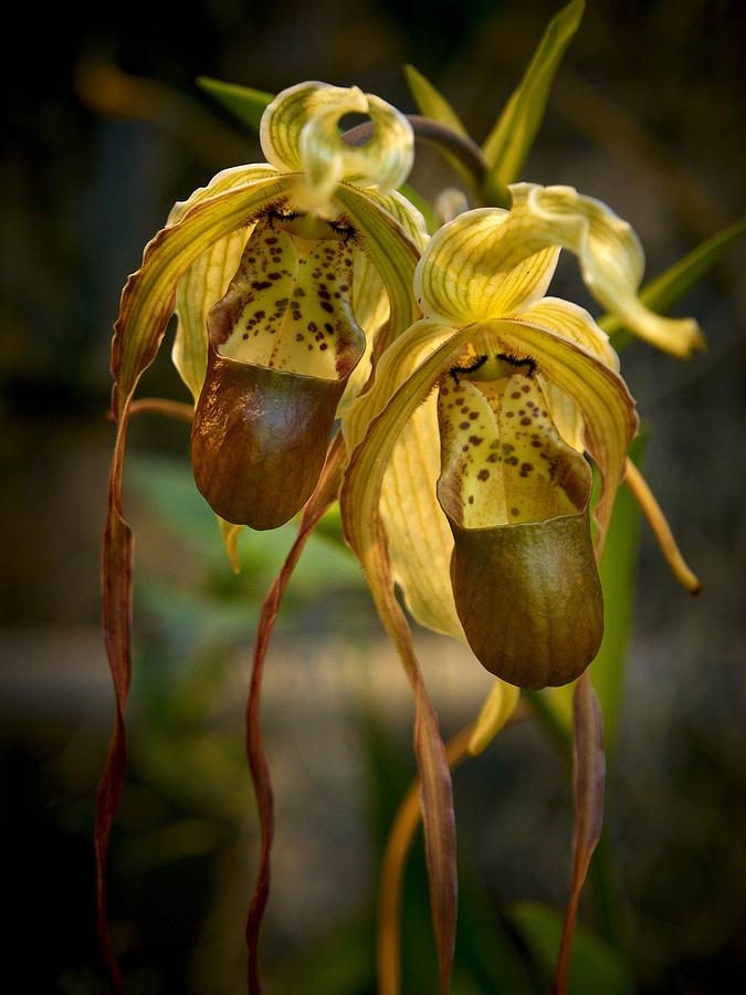 Orchid Photograph -  Orchids by Jouko Lehto