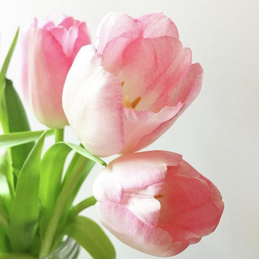 * P A L E *
pale Pink Tulips Have Photograph by Muff And Teacake