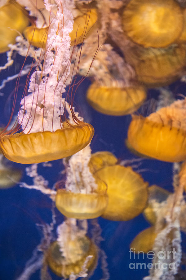  Pacific Sea Nettles 4 Photograph by David Zanzinger