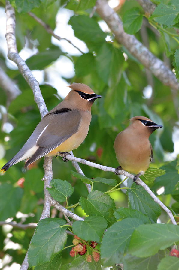 Bird Photograph -  Pair Of Cedar Waxwings by Kathy Gibbons