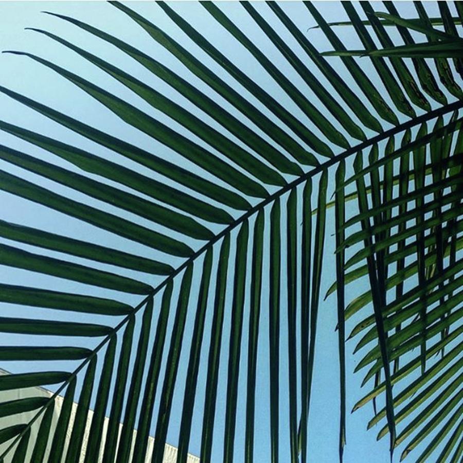 Palmtree Photograph - 🌴 #palm Magic 🌴 #greenfriday by Heidi Lyons