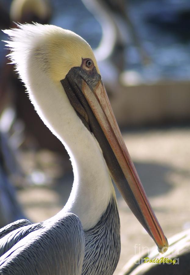  Pelican Photograph by Dodie Ulery