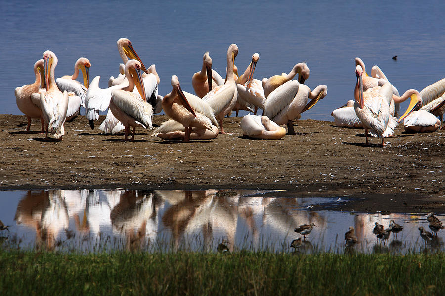  Pelican Reflection, Lake Nakuru, Kenya Photograph by Aidan Moran