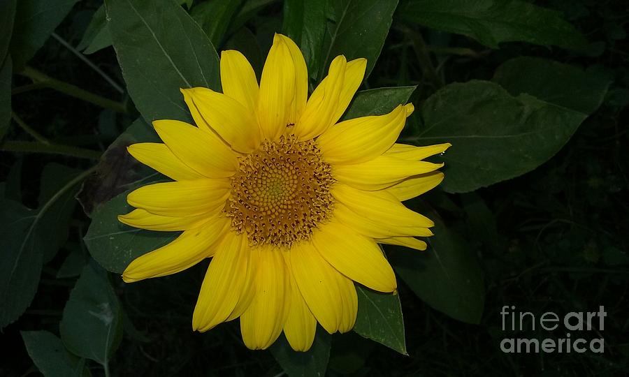  Petite Sunflower Photograph by Seaux-N-Seau Soileau