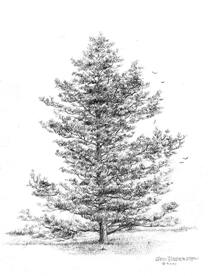 white pine drawing