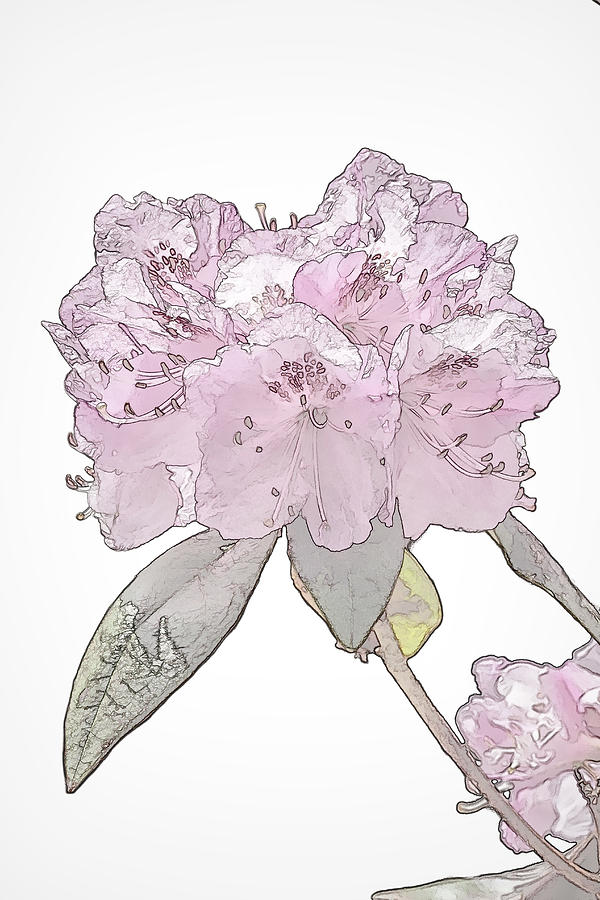  Pink Azalea- Coloring Book Effect Photograph by Constantine Gregory