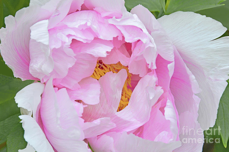 Pink Peony Delight Photograph