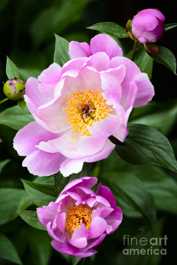 Nature Photograph -  Pink peony flower with buds by Oscar Gutierrez