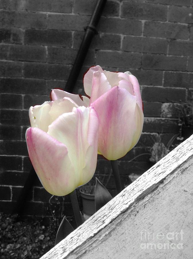  Pink Whisper Tulips Photograph by Joan-Violet Stretch