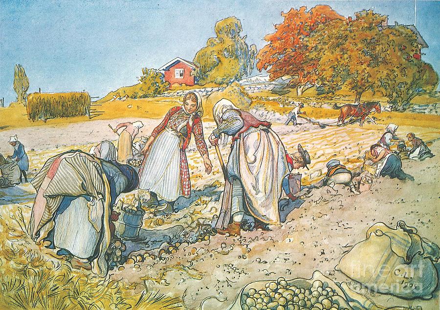  Potato Harvesting Painting by Celestial Images