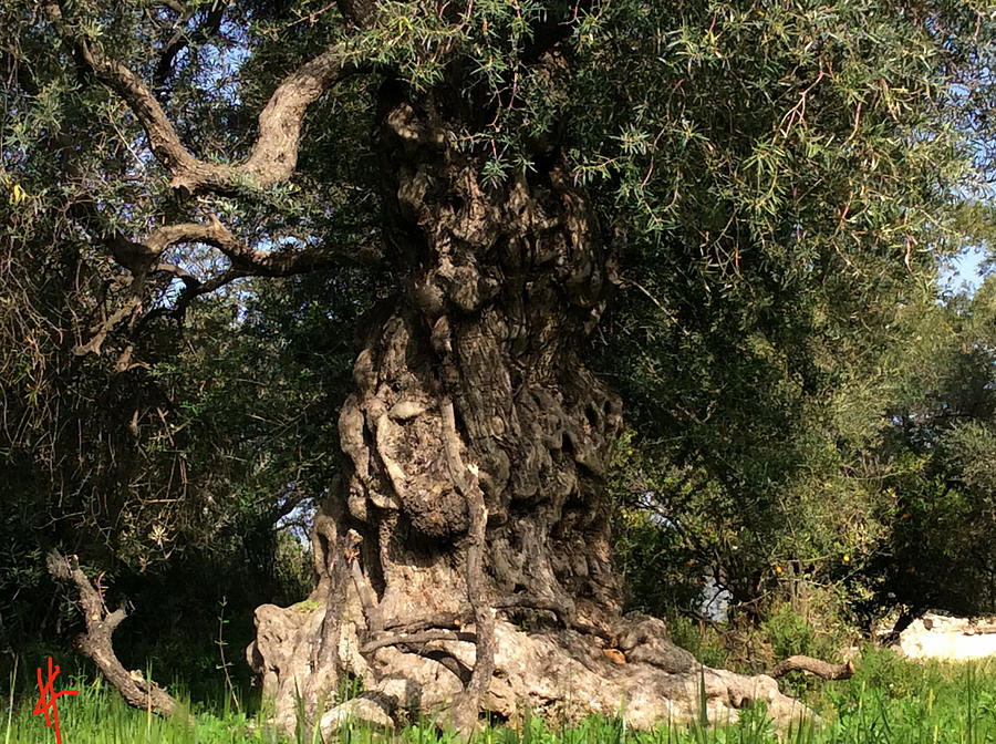  Pure Olive Tree nature Spain  Photograph by Colette V Hera Guggenheim