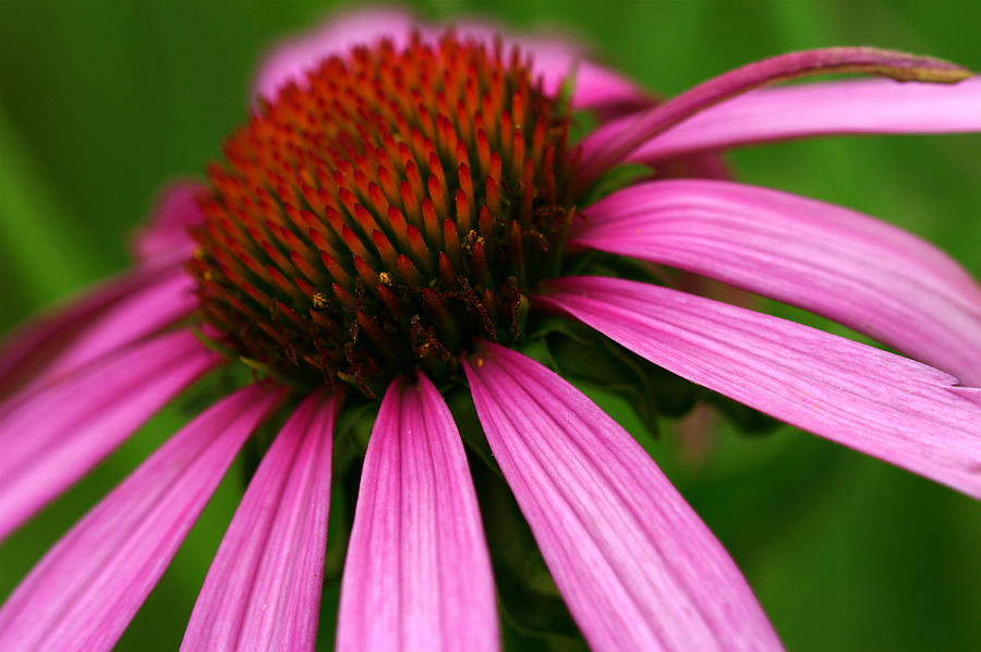  Purple Coneflower 2 Photograph by Jack R Perry