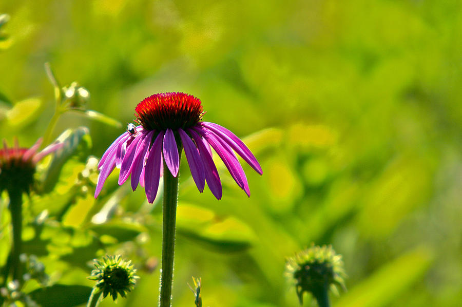  Purple Coneflower Photograph by Jack R Perry