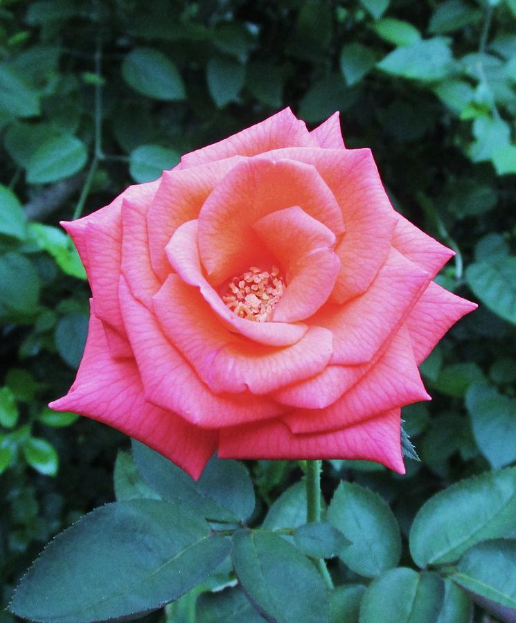    Raffios August Coral Rose  Photograph by Trudy Brodkin Storace