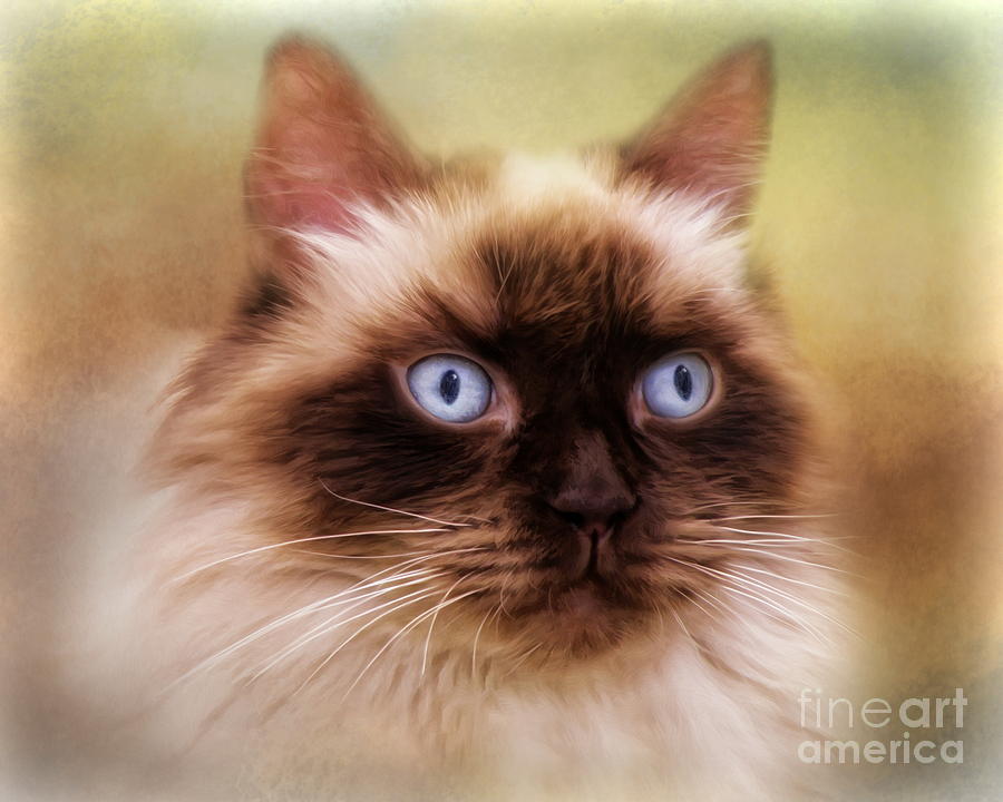 Cat Digital Art -  Ragdoll Cat by Trudi Simmonds