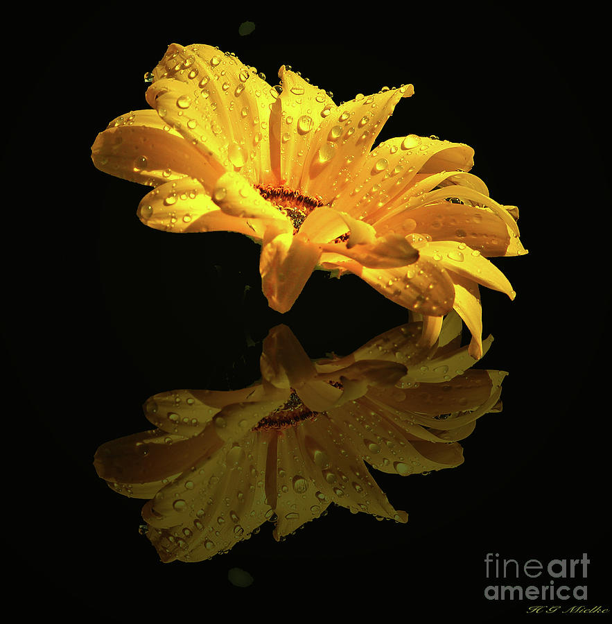 Flowers Photograph - Raindrops Daisy by Heinz G Mielke Flowers Photograph - Raindrops Daisy by Heinz G Mielke
