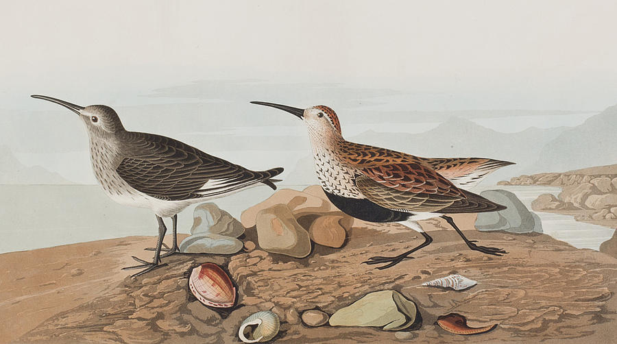  Red backed Sandpiper Painting by John James Audubon