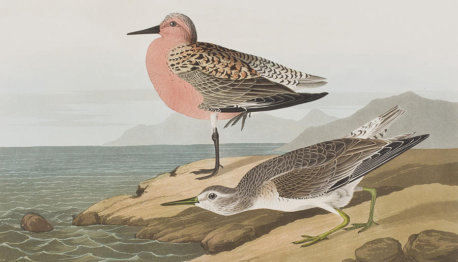 John James Audubon Painting -  Red-breasted Sandpiper  by John James Audubon