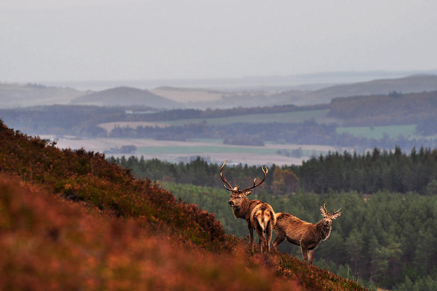  Red Deer in the Highlands Photograph by Gavin Macrae