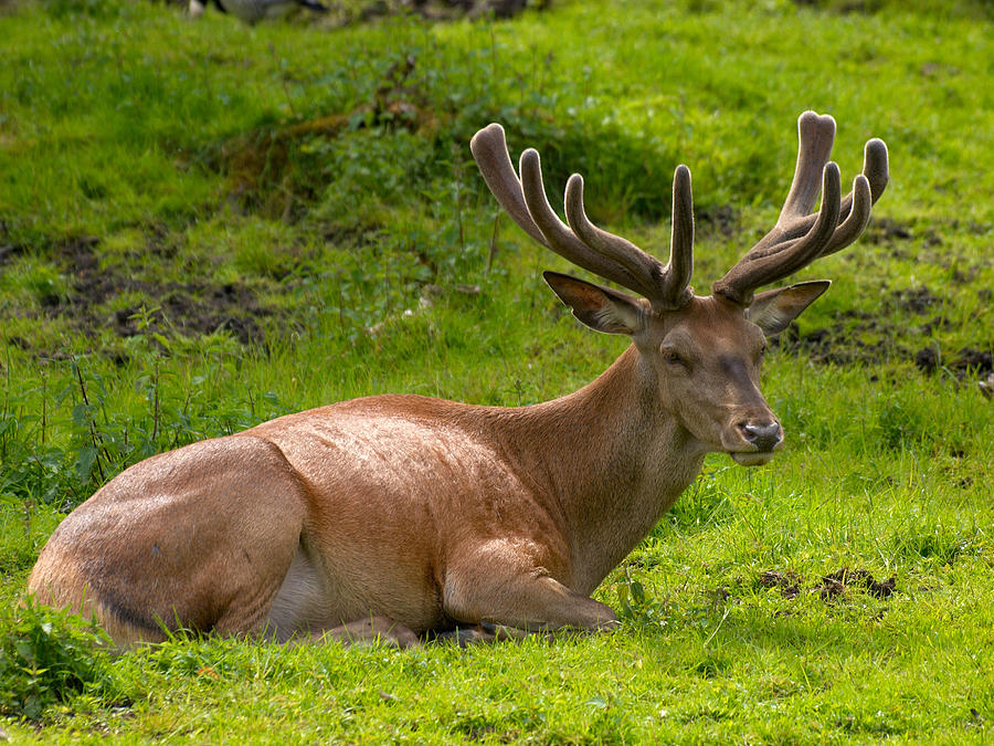  Red Deer Photograph by Jouko Lehto