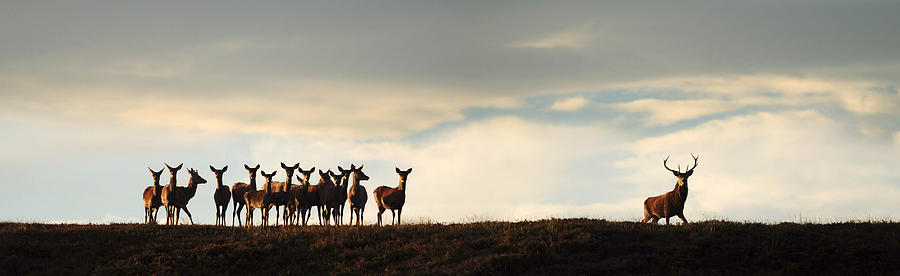 Red Deer Photograph -  Red Deer Rut by Gavin Macrae