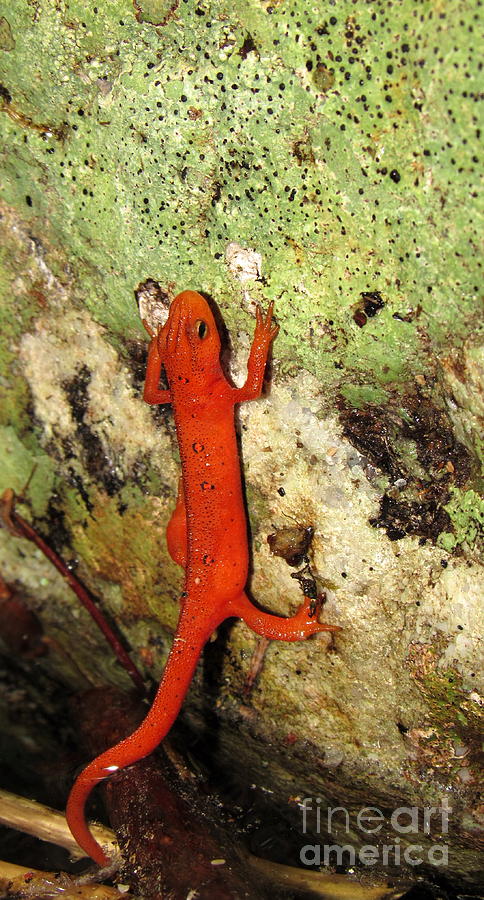  Red Eft Salamander Photograph by Joshua Bales