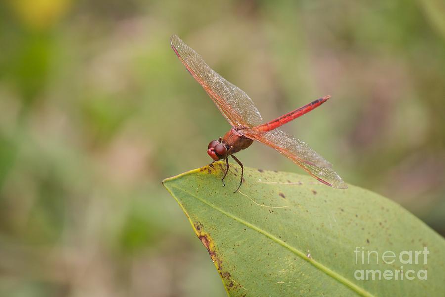  Red Flame Dragonfly Photograph by David Grant