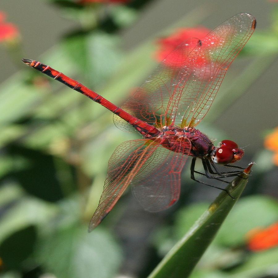 	 Red Male Skimmer or Firecracker Dragonfly Photograph by Taiche Acrylic Art