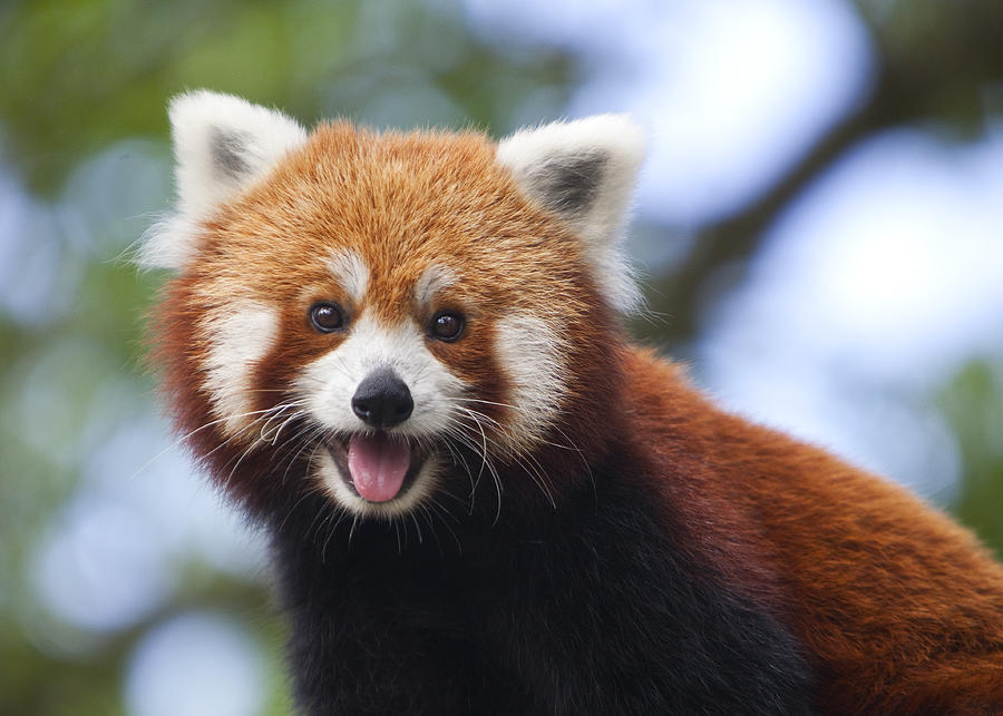 Red Panda Photograph