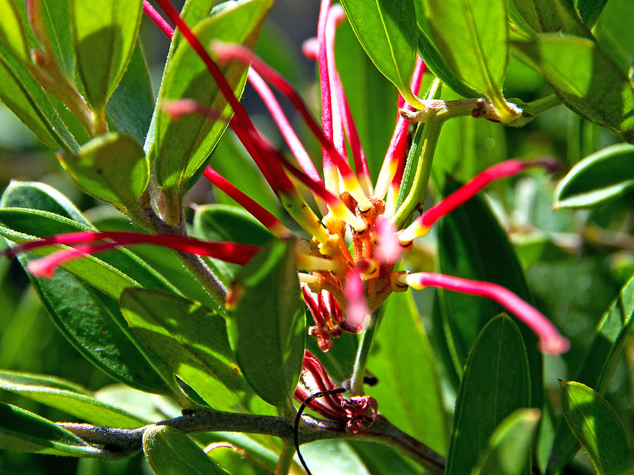 Red Spider Flower Close Up Photograph by Miroslava Jurcik