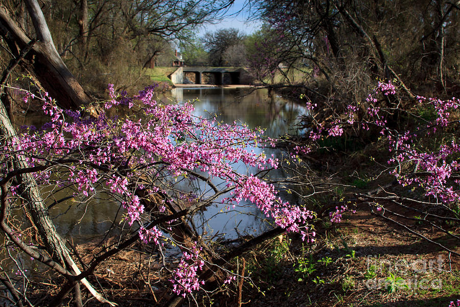  Redbuds and a Distant Bridge Photograph by Richard Smith