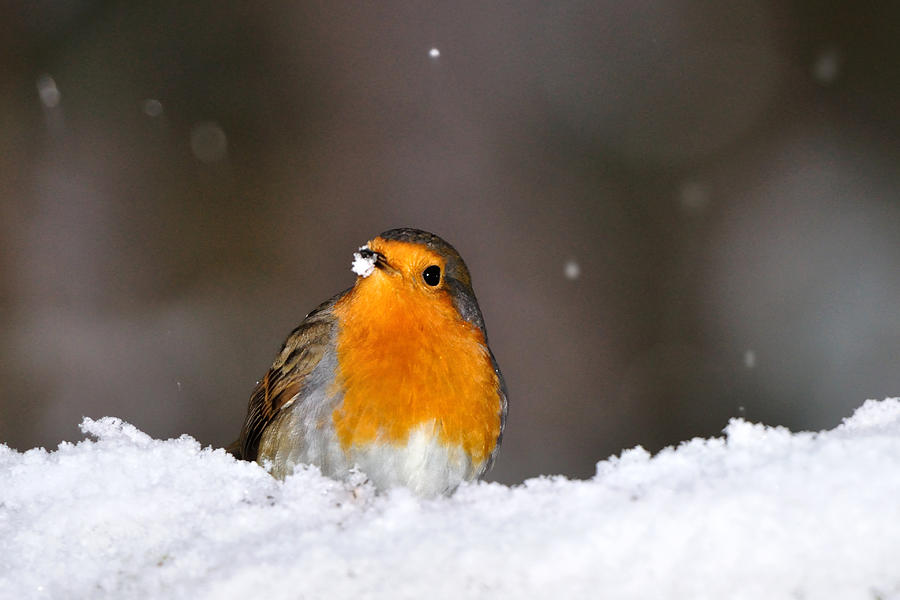  Robin in the Snow Photograph by Gavin Macrae