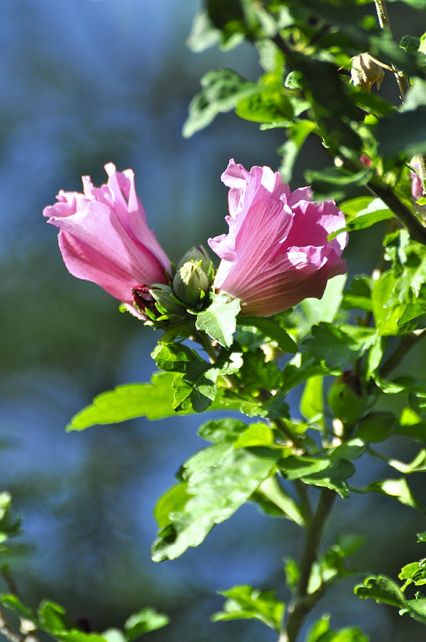  Rose of Sharon Photograph by Penny Neimiller
