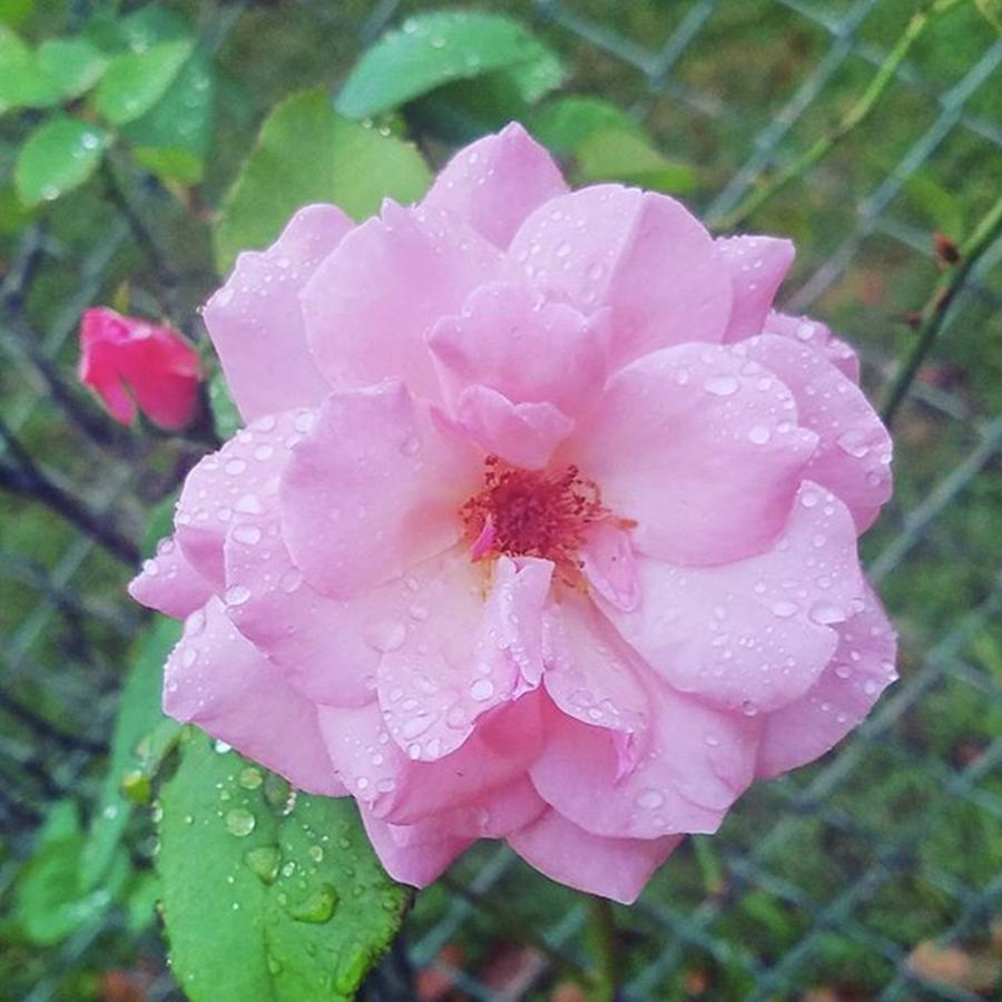 Flower Photograph - 🌹 #rose #rain #flowers by Kazan Durante
