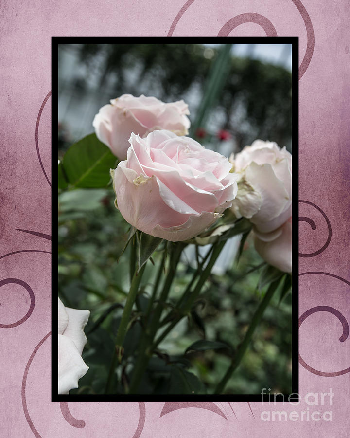 Roses For Charity Photograph