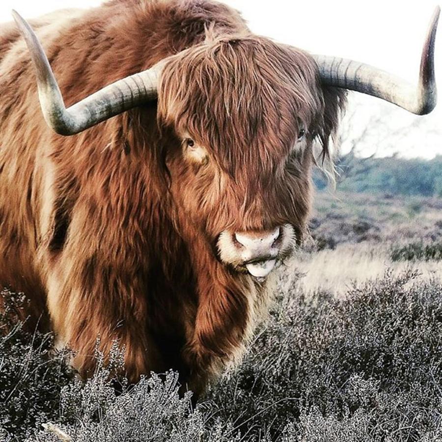 ~ Rude Bull ~ Photograph by Karen Heslinga