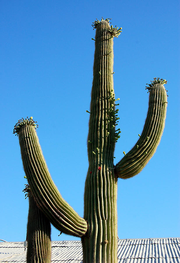 Desert Photograph -  Saguaro by Heather S Huston