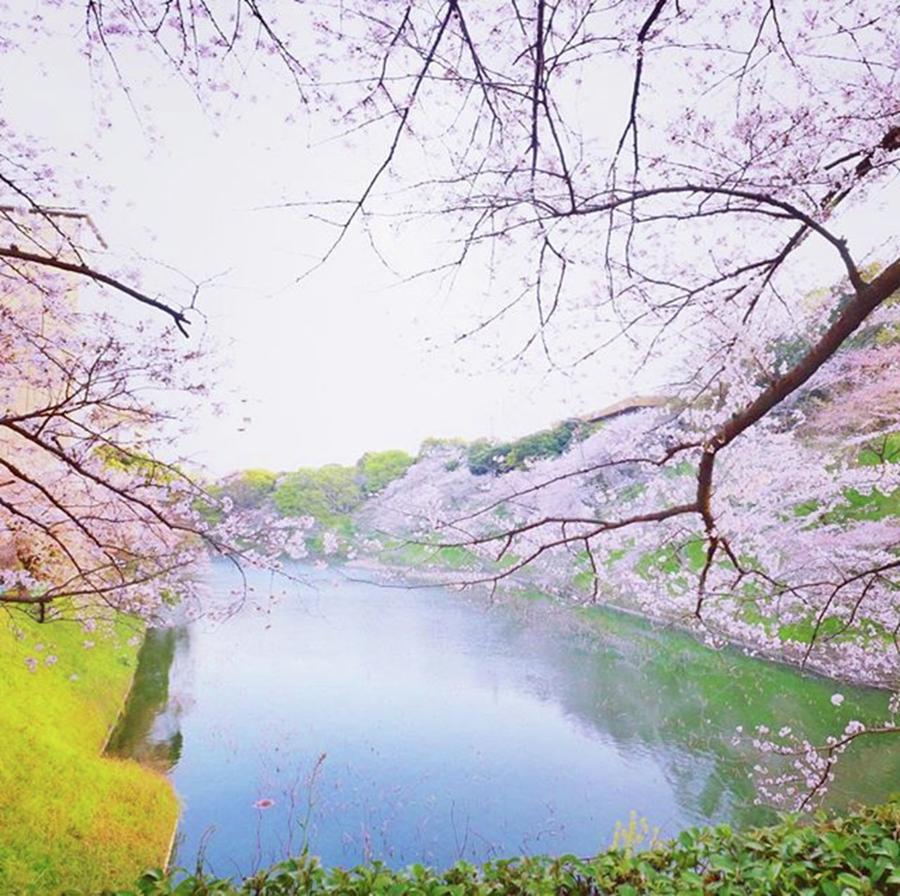 Spring Photograph - #桜 #sakura #春 #spring #千鳥ヶ淵 by Tomomi Kobayashi