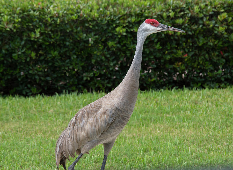 Sandhill Crane Standing 1 Photograph by Bill Kraft - Fine Art America