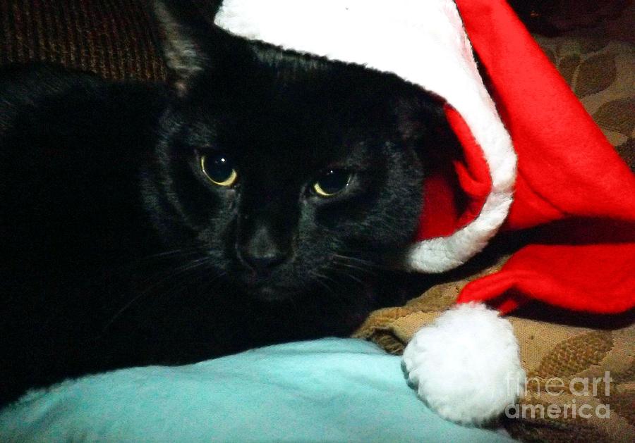  Santa Claws Photograph by Robyn King