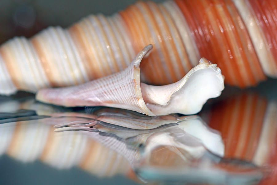  Seashells and Water Reflections Photograph by Angela Murdock