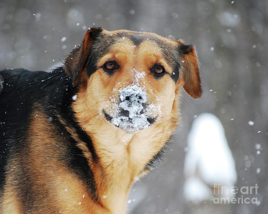  Snow Smile  Photograph by Lila Fisher-Wenzel